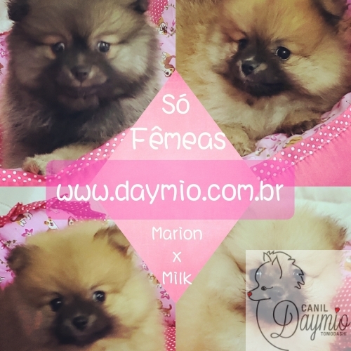 Fotos Ninhada